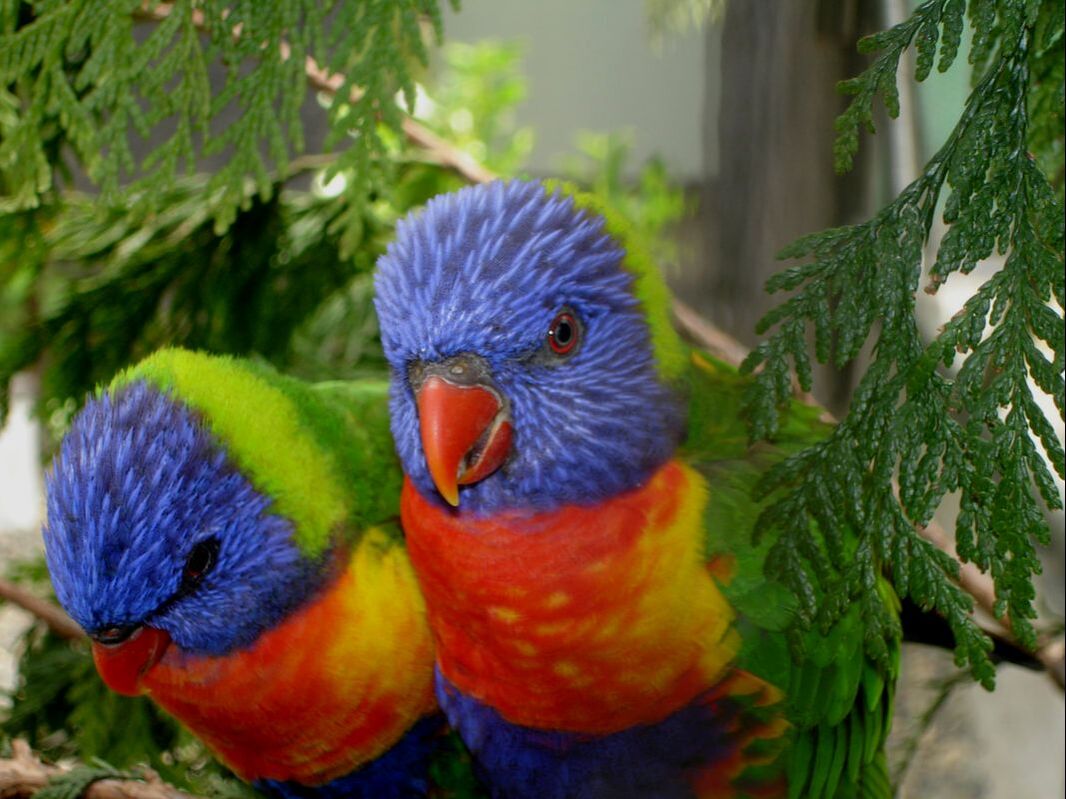 Two colorful (blue, green, red) lovebirds on a branch to demonstrate one type of wildlife photography you can learn in our photography courses