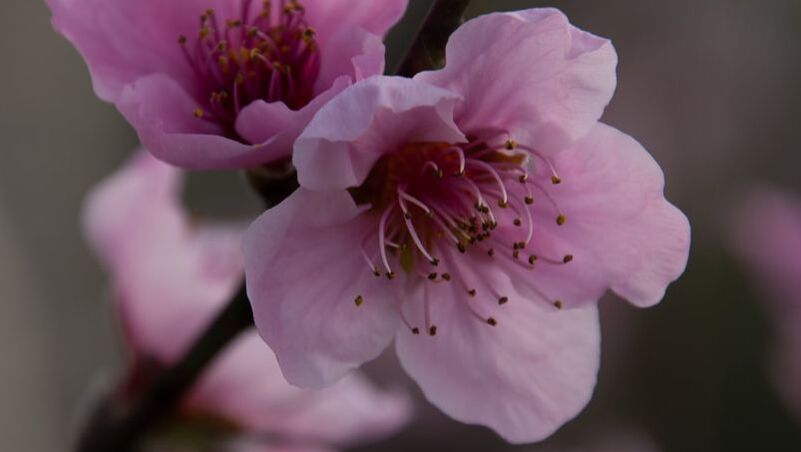 Two pink peach blossoms with a grey background