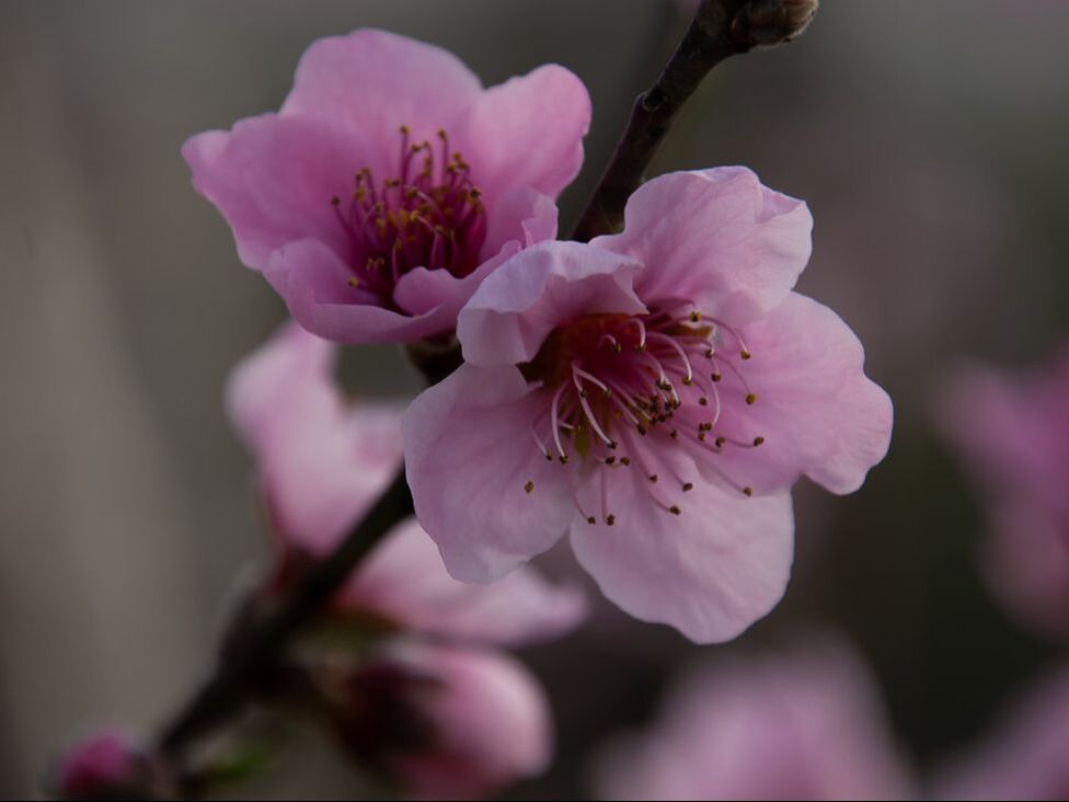 Two pink peach blossoms with grey background to demonstrate the types of photos you will learn to take in our floral photography course