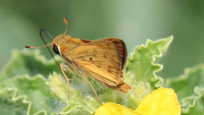 Extreme close up of a brown butterfly drinking from a yellow flower