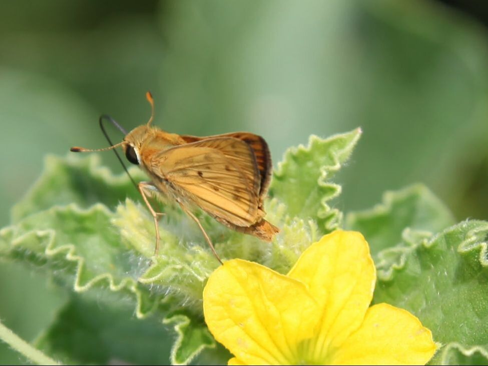 Extreme close up of a brown butterfly on a yellow flower to demonstrate the types of macro photograhy you learn in our photography class