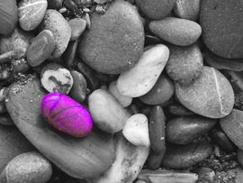 Black and white image of river rocks with one purple rock amongst them to demonstrate what skills your learn in our Photoshop training class