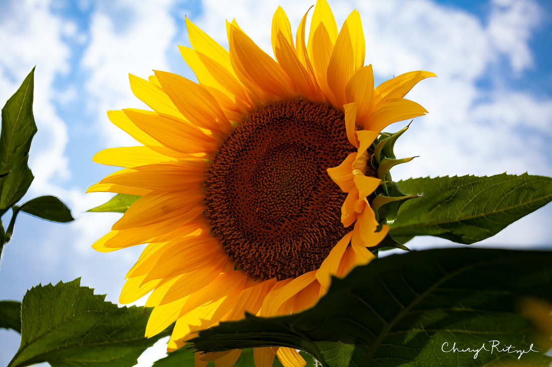 Sunflower against blue cloudy sky